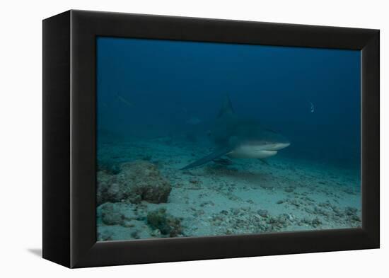 A Large Bull Shark at the Bistro Dive Site in Fiji-Stocktrek Images-Framed Premier Image Canvas