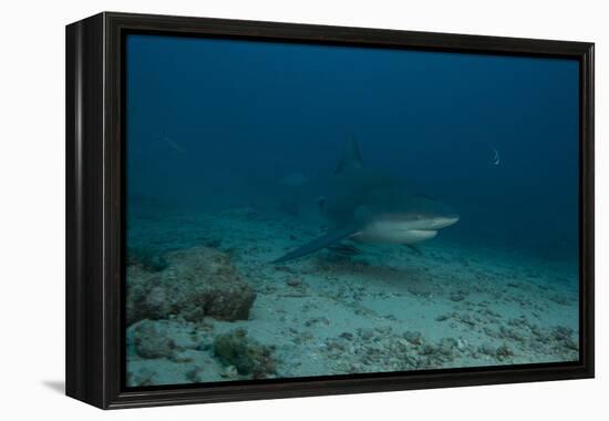 A Large Bull Shark at the Bistro Dive Site in Fiji-Stocktrek Images-Framed Premier Image Canvas