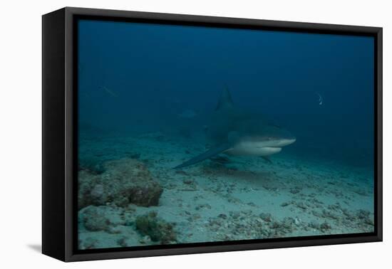 A Large Bull Shark at the Bistro Dive Site in Fiji-Stocktrek Images-Framed Premier Image Canvas