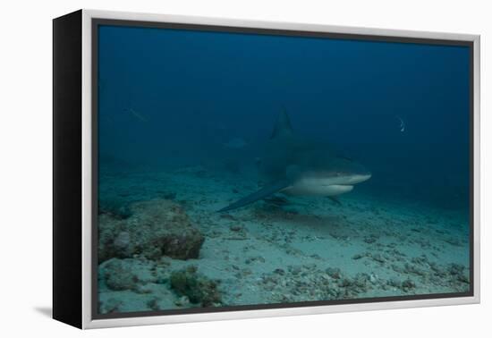 A Large Bull Shark at the Bistro Dive Site in Fiji-Stocktrek Images-Framed Premier Image Canvas