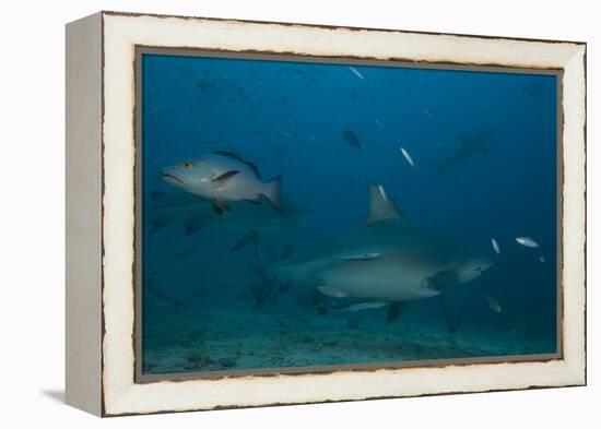 A Large Bull Shark at the Bistro Dive Site in Fiji-Stocktrek Images-Framed Premier Image Canvas