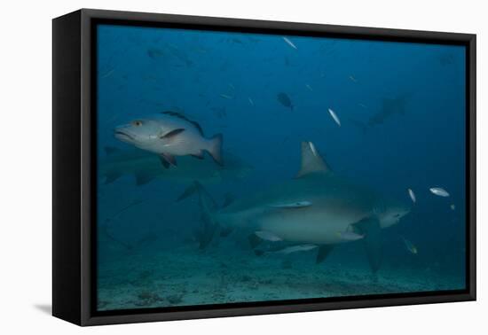 A Large Bull Shark at the Bistro Dive Site in Fiji-Stocktrek Images-Framed Premier Image Canvas