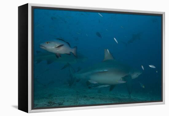 A Large Bull Shark at the Bistro Dive Site in Fiji-Stocktrek Images-Framed Premier Image Canvas