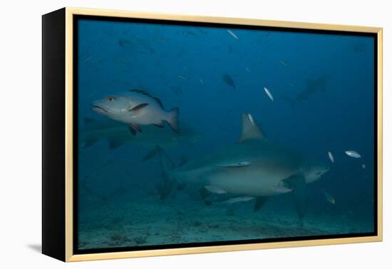 A Large Bull Shark at the Bistro Dive Site in Fiji-Stocktrek Images-Framed Premier Image Canvas