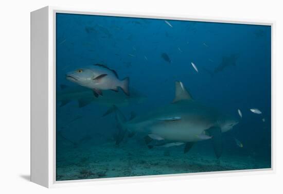 A Large Bull Shark at the Bistro Dive Site in Fiji-Stocktrek Images-Framed Premier Image Canvas