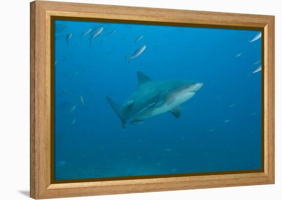 A Large Bull Shark at the Bistro Dive Site in Fiji-Stocktrek Images-Framed Premier Image Canvas