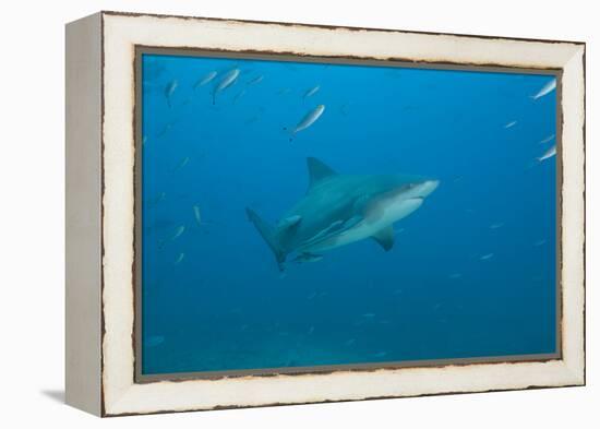 A Large Bull Shark at the Bistro Dive Site in Fiji-Stocktrek Images-Framed Premier Image Canvas