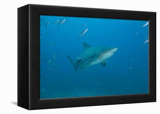 A Large Bull Shark at the Bistro Dive Site in Fiji-Stocktrek Images-Framed Premier Image Canvas