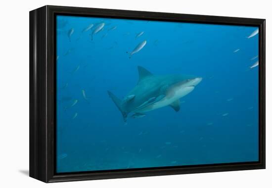 A Large Bull Shark at the Bistro Dive Site in Fiji-Stocktrek Images-Framed Premier Image Canvas