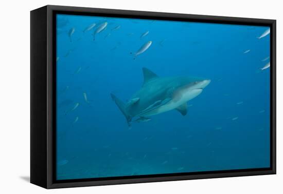 A Large Bull Shark at the Bistro Dive Site in Fiji-Stocktrek Images-Framed Premier Image Canvas