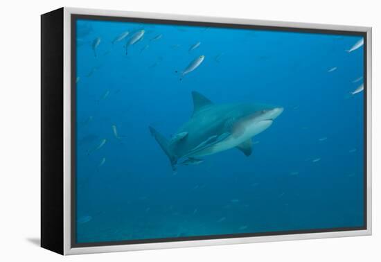 A Large Bull Shark at the Bistro Dive Site in Fiji-Stocktrek Images-Framed Premier Image Canvas