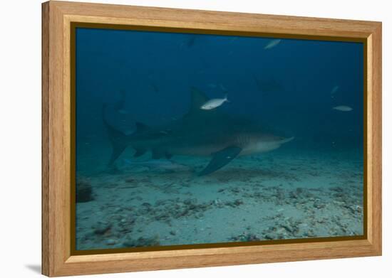 A Large Bull Shark at the Bistro Dive Site in Fiji-Stocktrek Images-Framed Premier Image Canvas