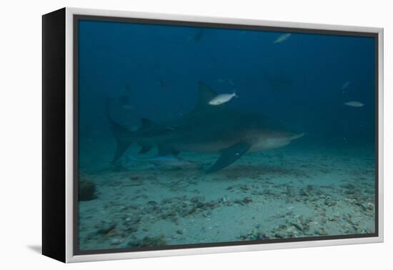 A Large Bull Shark at the Bistro Dive Site in Fiji-Stocktrek Images-Framed Premier Image Canvas