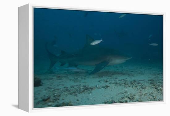 A Large Bull Shark at the Bistro Dive Site in Fiji-Stocktrek Images-Framed Premier Image Canvas