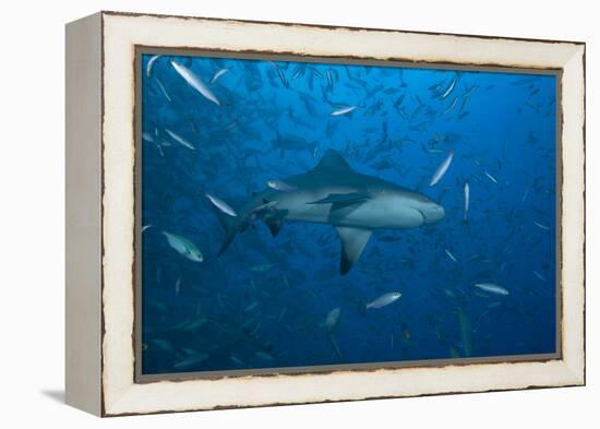 A Large Bull Shark at the Bistro Dive Site in Fiji-Stocktrek Images-Framed Premier Image Canvas