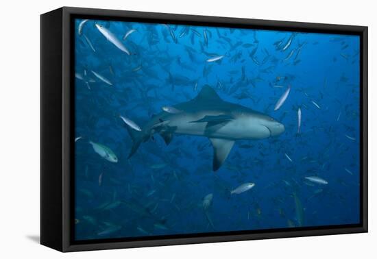 A Large Bull Shark at the Bistro Dive Site in Fiji-Stocktrek Images-Framed Premier Image Canvas