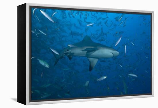 A Large Bull Shark at the Bistro Dive Site in Fiji-Stocktrek Images-Framed Premier Image Canvas