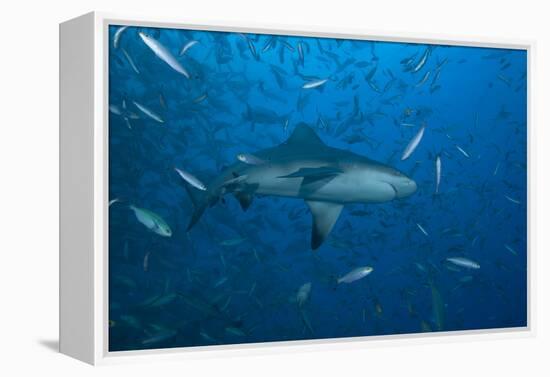 A Large Bull Shark at the Bistro Dive Site in Fiji-Stocktrek Images-Framed Premier Image Canvas