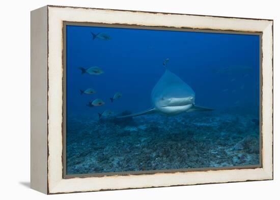 A Large Bull Shark at the Bistro Dive Site in Fiji-Stocktrek Images-Framed Premier Image Canvas