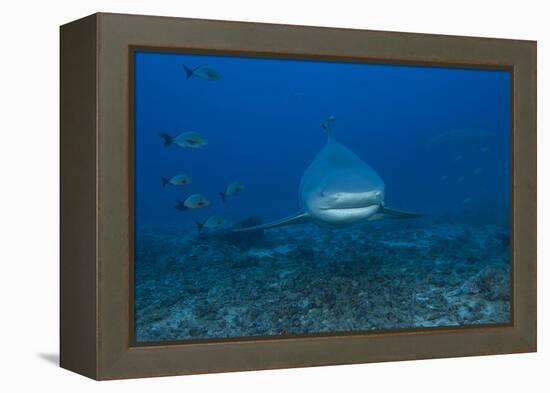 A Large Bull Shark at the Bistro Dive Site in Fiji-Stocktrek Images-Framed Premier Image Canvas