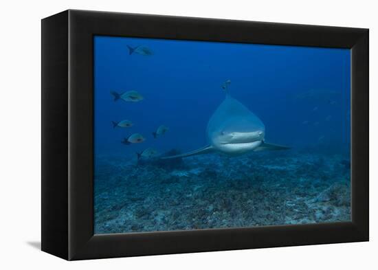 A Large Bull Shark at the Bistro Dive Site in Fiji-Stocktrek Images-Framed Premier Image Canvas