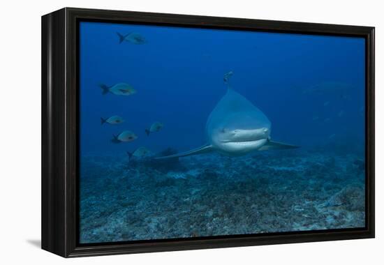 A Large Bull Shark at the Bistro Dive Site in Fiji-Stocktrek Images-Framed Premier Image Canvas