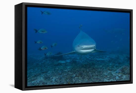 A Large Bull Shark at the Bistro Dive Site in Fiji-Stocktrek Images-Framed Premier Image Canvas