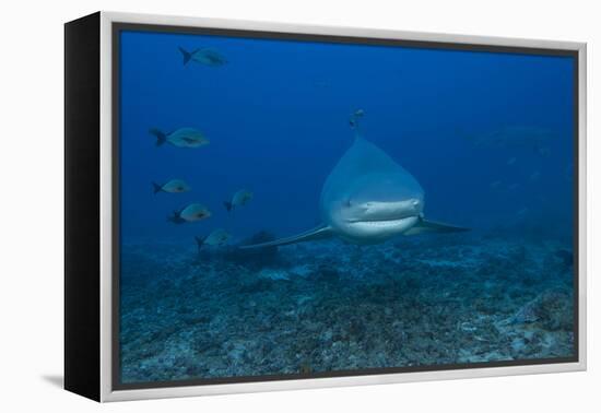 A Large Bull Shark at the Bistro Dive Site in Fiji-Stocktrek Images-Framed Premier Image Canvas