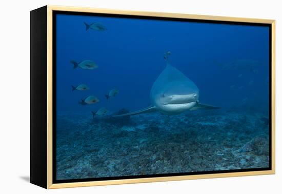 A Large Bull Shark at the Bistro Dive Site in Fiji-Stocktrek Images-Framed Premier Image Canvas