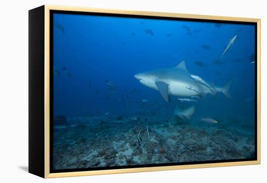 A Large Bull Shark at the Bistro Dive Site in Fiji-Stocktrek Images-Framed Premier Image Canvas