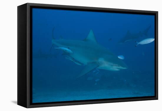 A Large Bull Shark at the Bistro Dive Site in Fiji-Stocktrek Images-Framed Premier Image Canvas