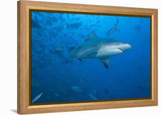 A Large Bull Shark at the Bistro Dive Site in Fiji-Stocktrek Images-Framed Premier Image Canvas