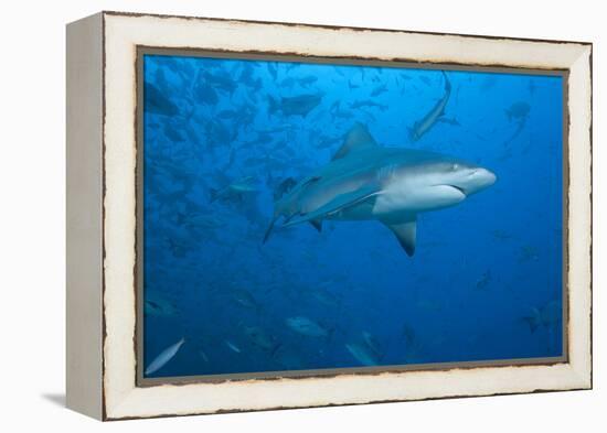 A Large Bull Shark at the Bistro Dive Site in Fiji-Stocktrek Images-Framed Premier Image Canvas