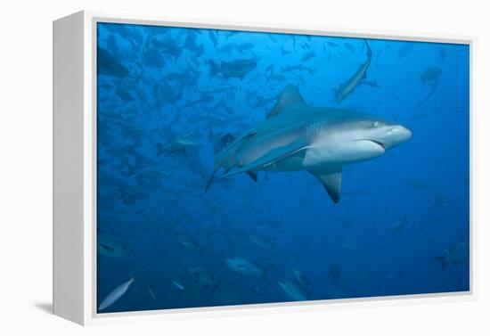 A Large Bull Shark at the Bistro Dive Site in Fiji-Stocktrek Images-Framed Premier Image Canvas