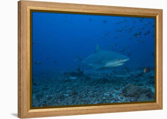 A Large Bull Shark at the Bistro Dive Site in Fiji-Stocktrek Images-Framed Premier Image Canvas