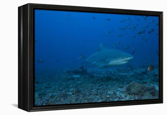 A Large Bull Shark at the Bistro Dive Site in Fiji-Stocktrek Images-Framed Premier Image Canvas