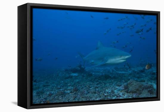 A Large Bull Shark at the Bistro Dive Site in Fiji-Stocktrek Images-Framed Premier Image Canvas