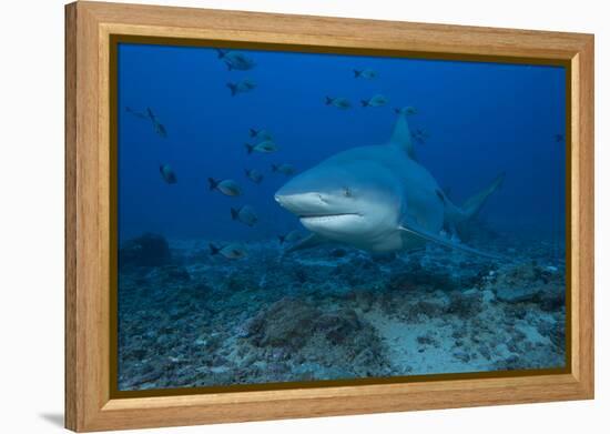 A Large Bull Shark at the Bistro Dive Site in Fiji-Stocktrek Images-Framed Premier Image Canvas