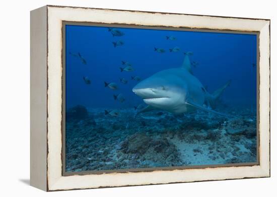 A Large Bull Shark at the Bistro Dive Site in Fiji-Stocktrek Images-Framed Premier Image Canvas