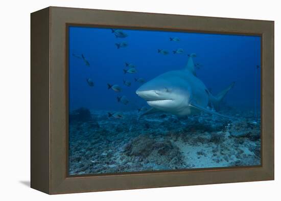 A Large Bull Shark at the Bistro Dive Site in Fiji-Stocktrek Images-Framed Premier Image Canvas