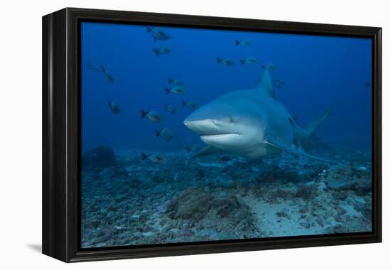 A Large Bull Shark at the Bistro Dive Site in Fiji-Stocktrek Images-Framed Premier Image Canvas