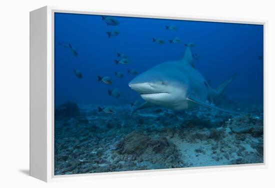 A Large Bull Shark at the Bistro Dive Site in Fiji-Stocktrek Images-Framed Premier Image Canvas