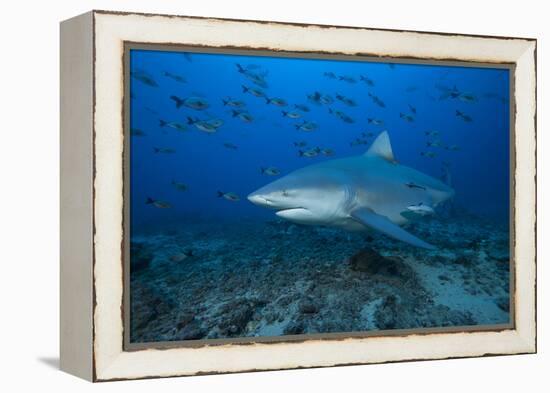 A Large Bull Shark at the Bistro Dive Site in Fiji-Stocktrek Images-Framed Premier Image Canvas