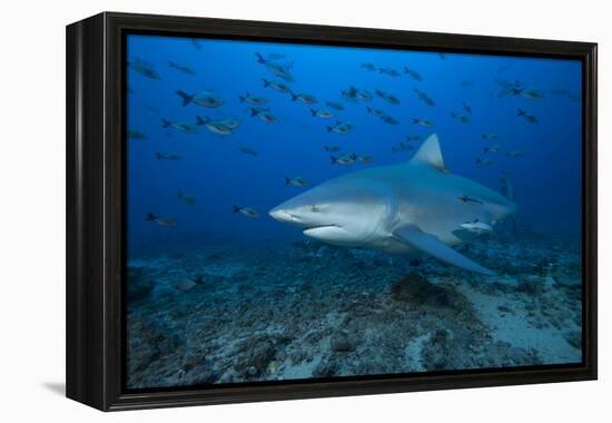 A Large Bull Shark at the Bistro Dive Site in Fiji-Stocktrek Images-Framed Premier Image Canvas