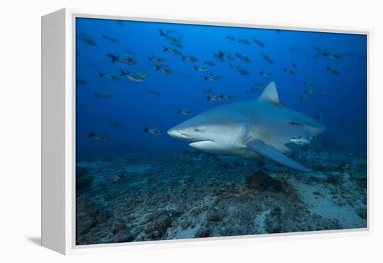 A Large Bull Shark at the Bistro Dive Site in Fiji-Stocktrek Images-Framed Premier Image Canvas