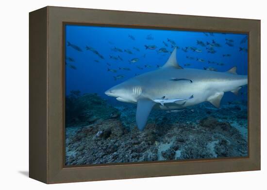 A Large Bull Shark at the Bistro Dive Site in Fiji-Stocktrek Images-Framed Premier Image Canvas