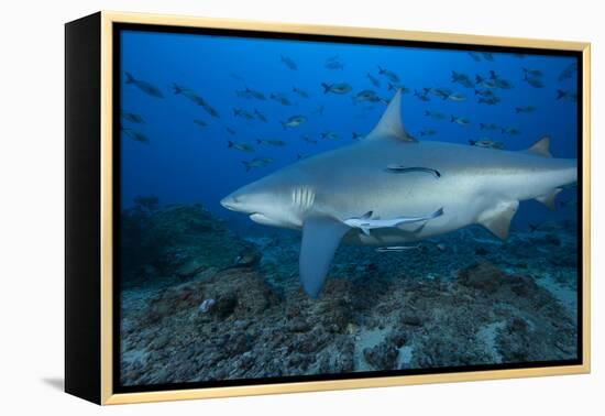 A Large Bull Shark at the Bistro Dive Site in Fiji-Stocktrek Images-Framed Premier Image Canvas