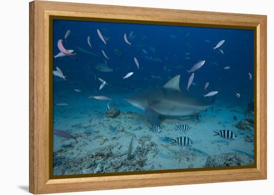 A Large Bull Shark at the Bistro Dive Site in Fiji-Stocktrek Images-Framed Premier Image Canvas