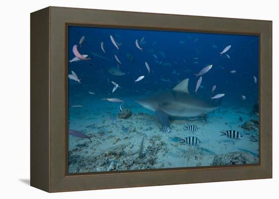 A Large Bull Shark at the Bistro Dive Site in Fiji-Stocktrek Images-Framed Premier Image Canvas