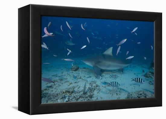 A Large Bull Shark at the Bistro Dive Site in Fiji-Stocktrek Images-Framed Premier Image Canvas